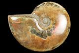 Iridescent, Red Flash Ammonite - Madagascar #126060-1